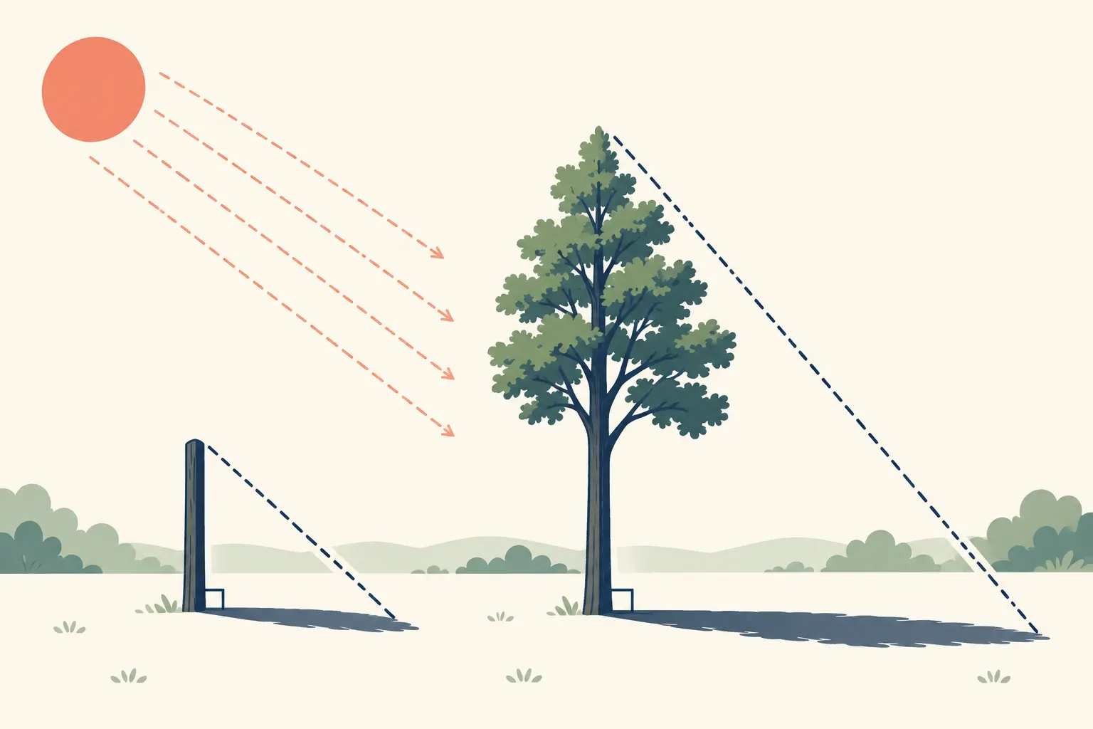 A small pole and tall tree cast shadows that form two right-triangle shapes
